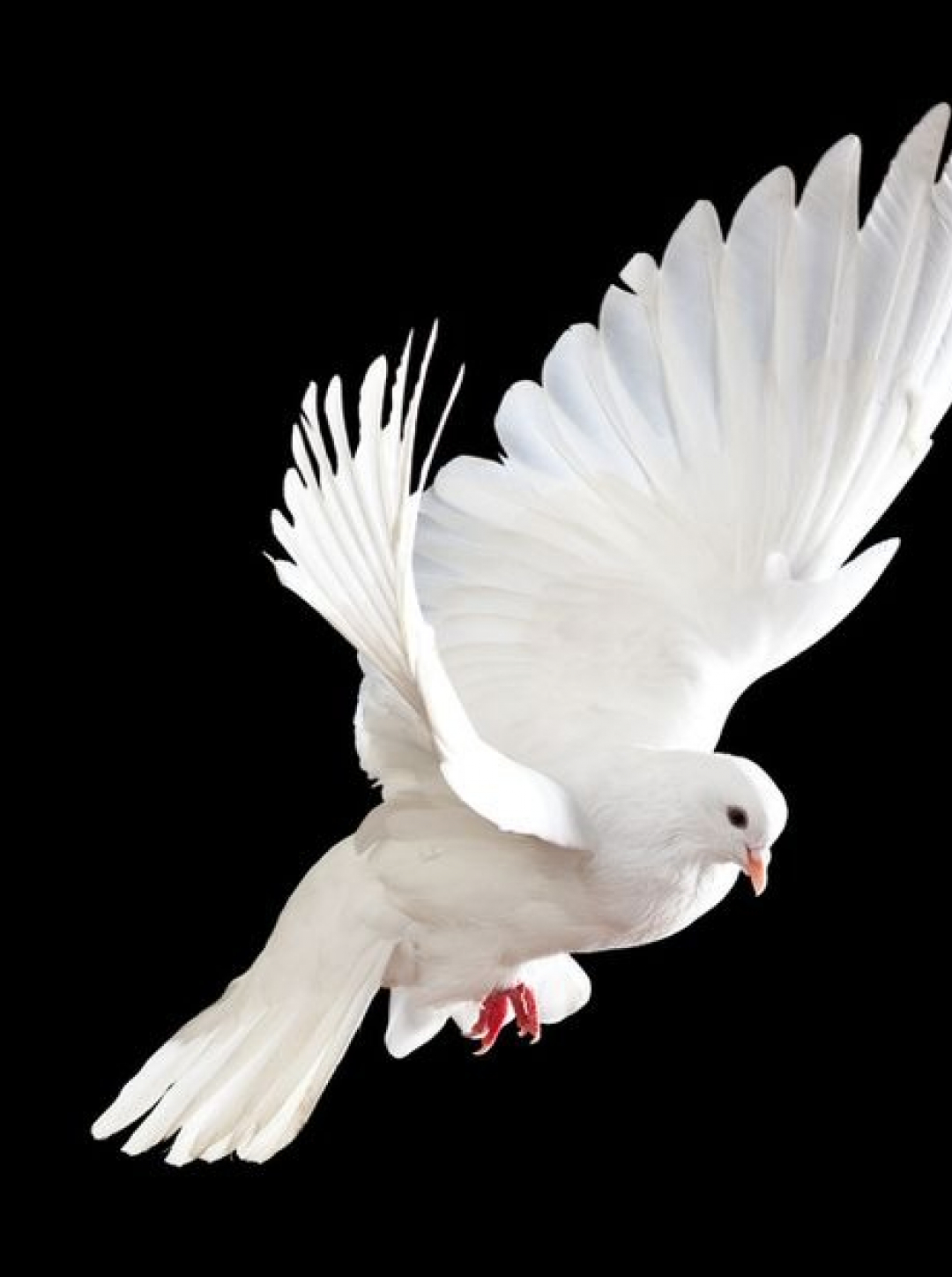 gallery/white dove black